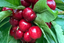 Extracto de cereza: el antioxidante que tu piel necesita